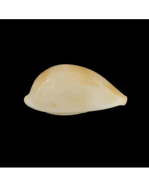 Austrasiatica Hirasei