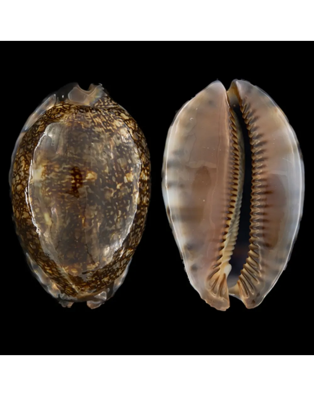 Mauritia Arabica Immanis