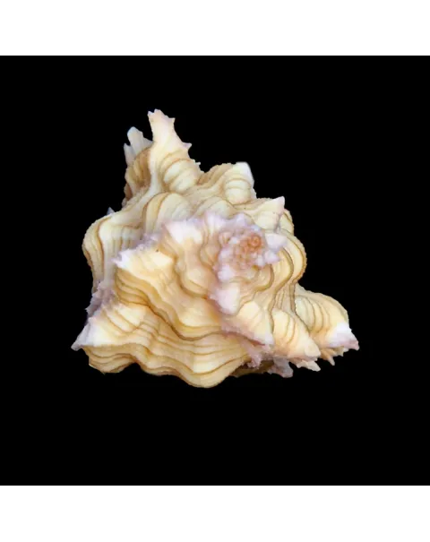 Chicoreus Aculeatus