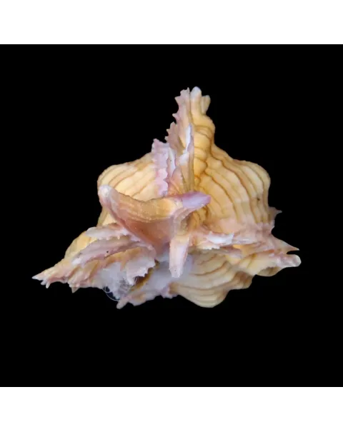 Chicoreus Aculeatus