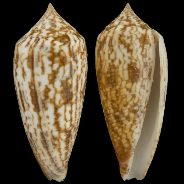 Conus Australis