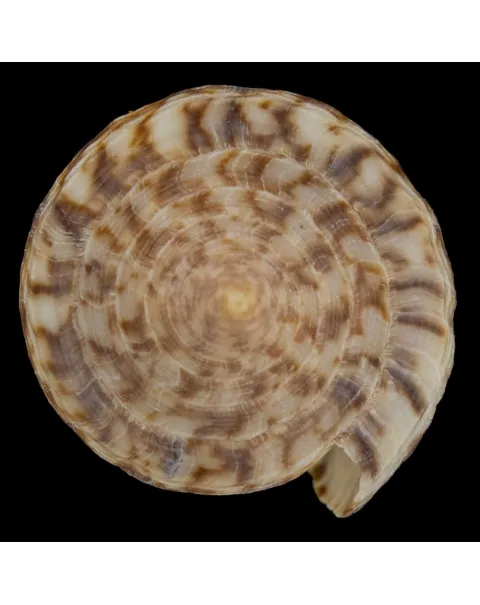 Conus Australis