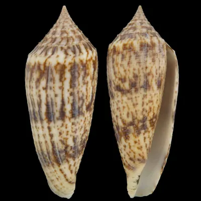 Conus Australis