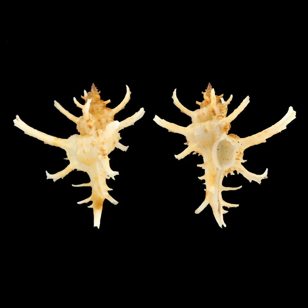 Chicoreus Axicornis