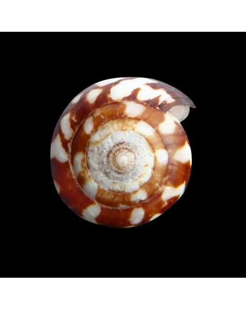Conus Bulbus