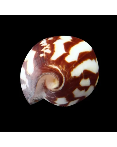 Conus Bulbus