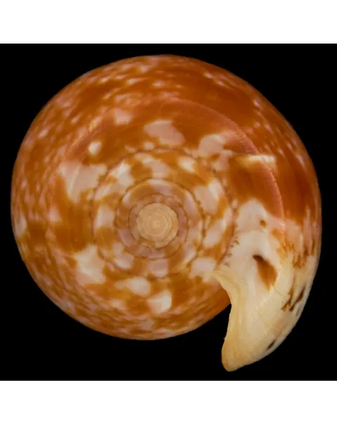 Conus Bullatus