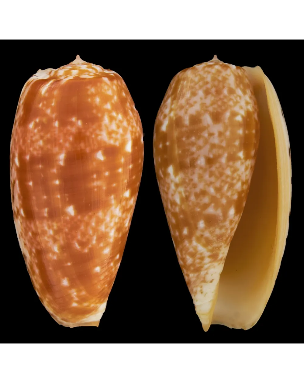 Conus Bullatus