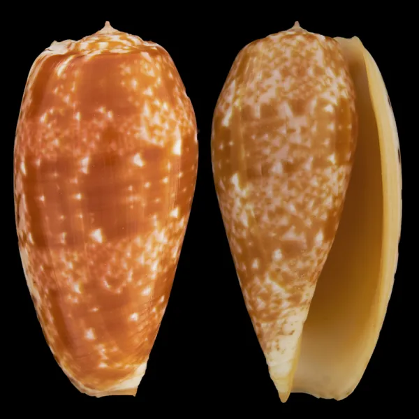Conus Bullatus