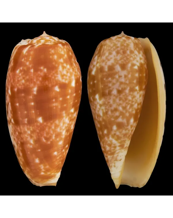 Conus Bullatus
