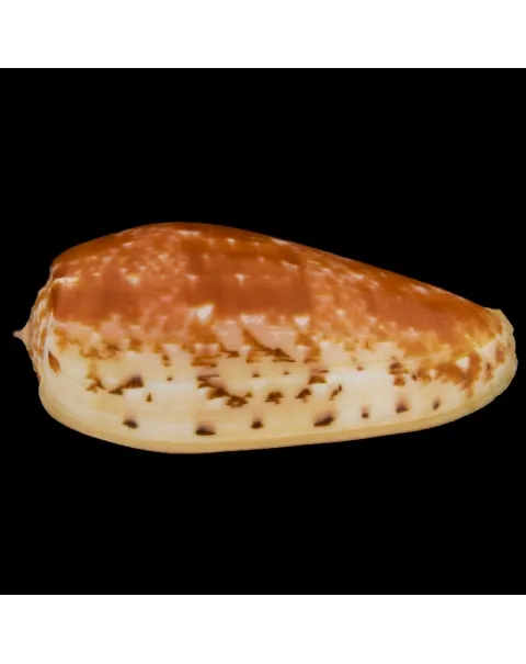 Conus Bullatus