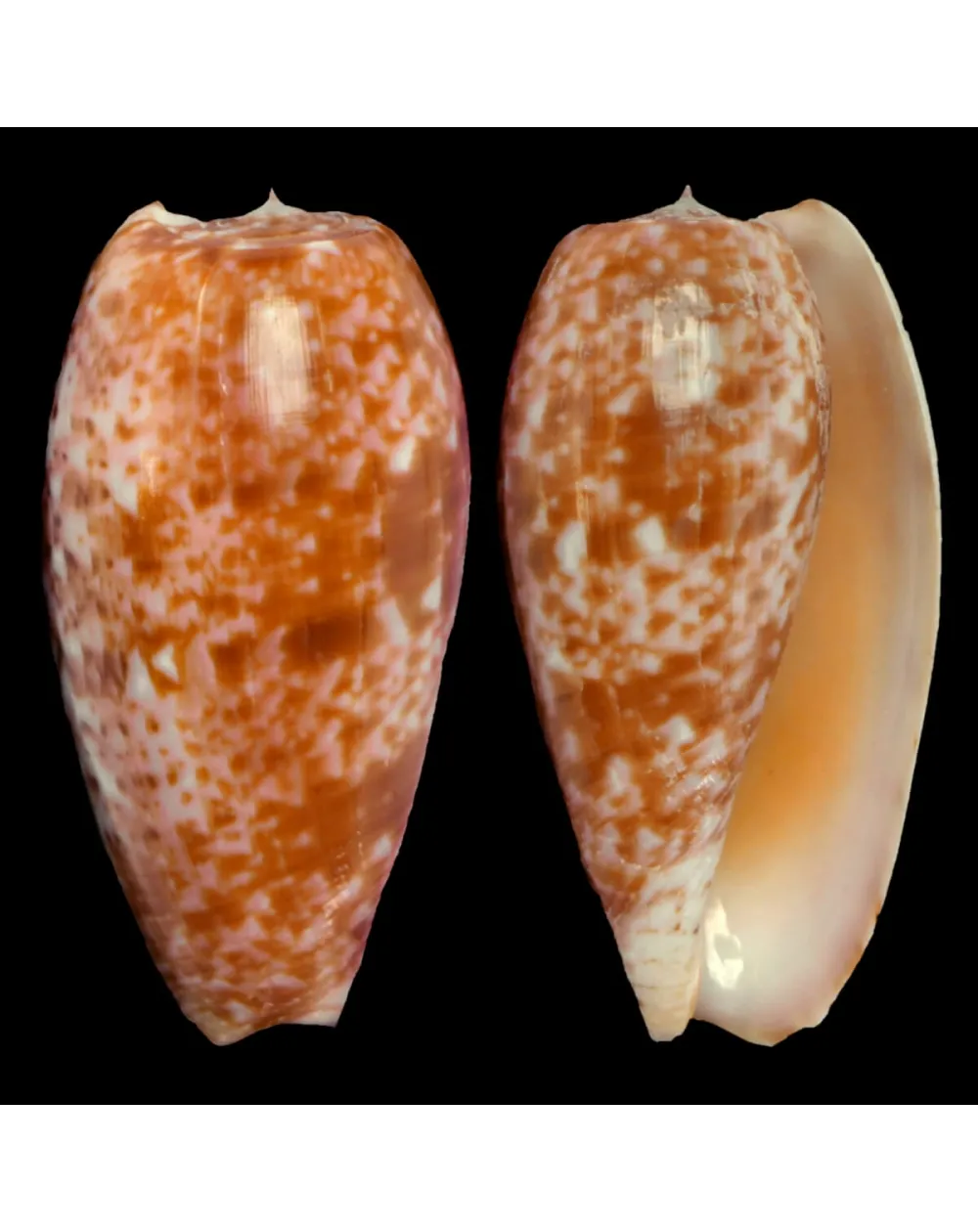 Conus Bullatus