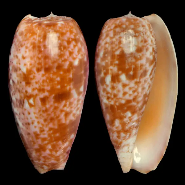 Conus Bullatus