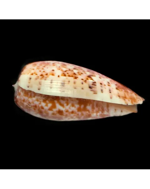 Conus Bullatus