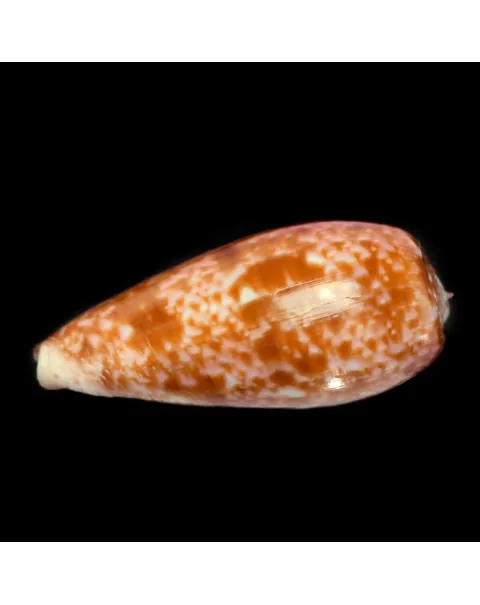 Conus Bullatus