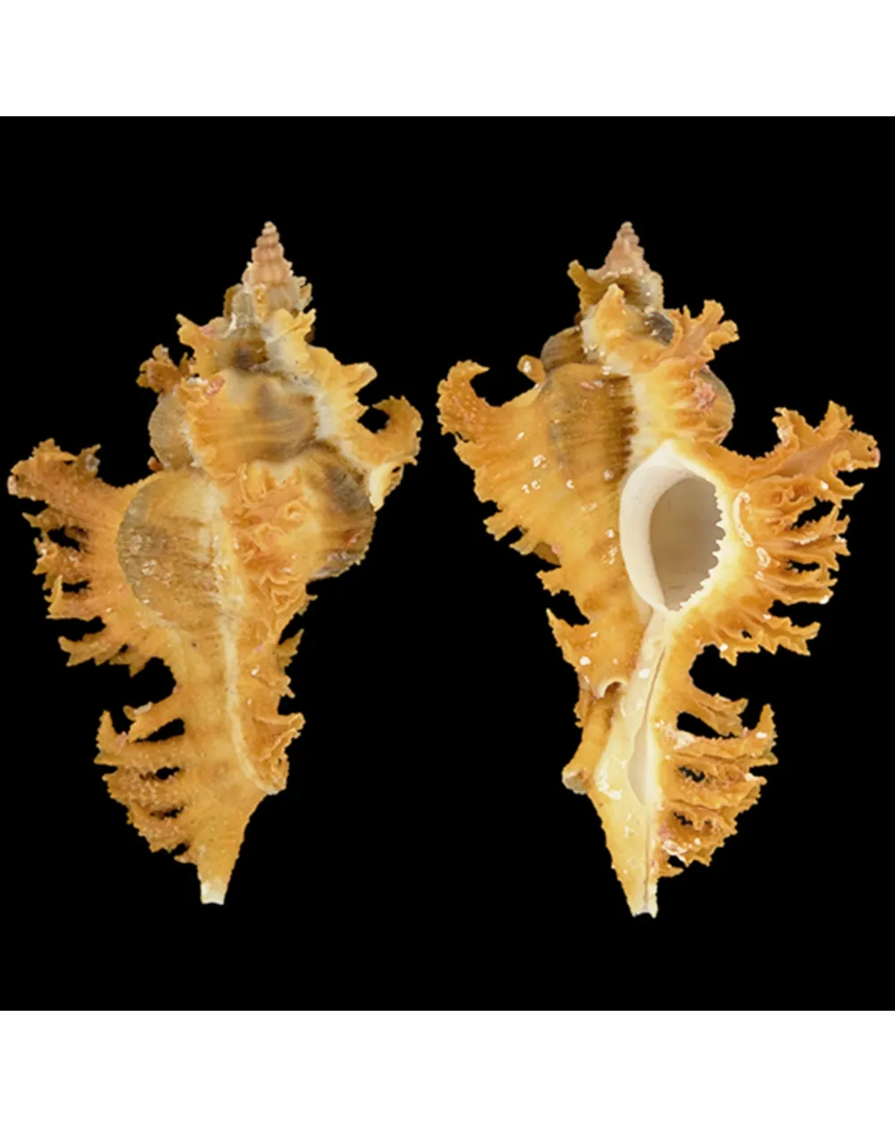 Chicoreus Banksii