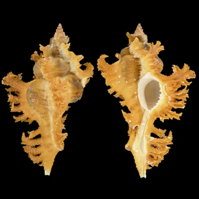 Chicoreus Banksii