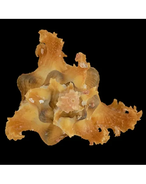 Chicoreus Banksii