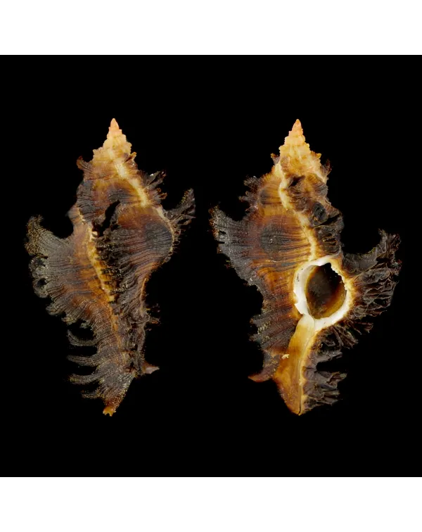 Chicoreus Banksii