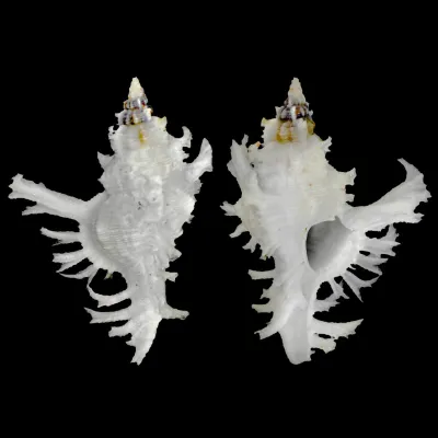 Chicoreus Banksii f. Crocatus "White"
