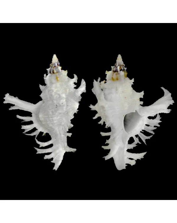Chicoreus Banksii f. Crocatus "White"