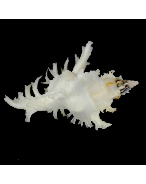 Chicoreus Banksii f. Crocatus "White"