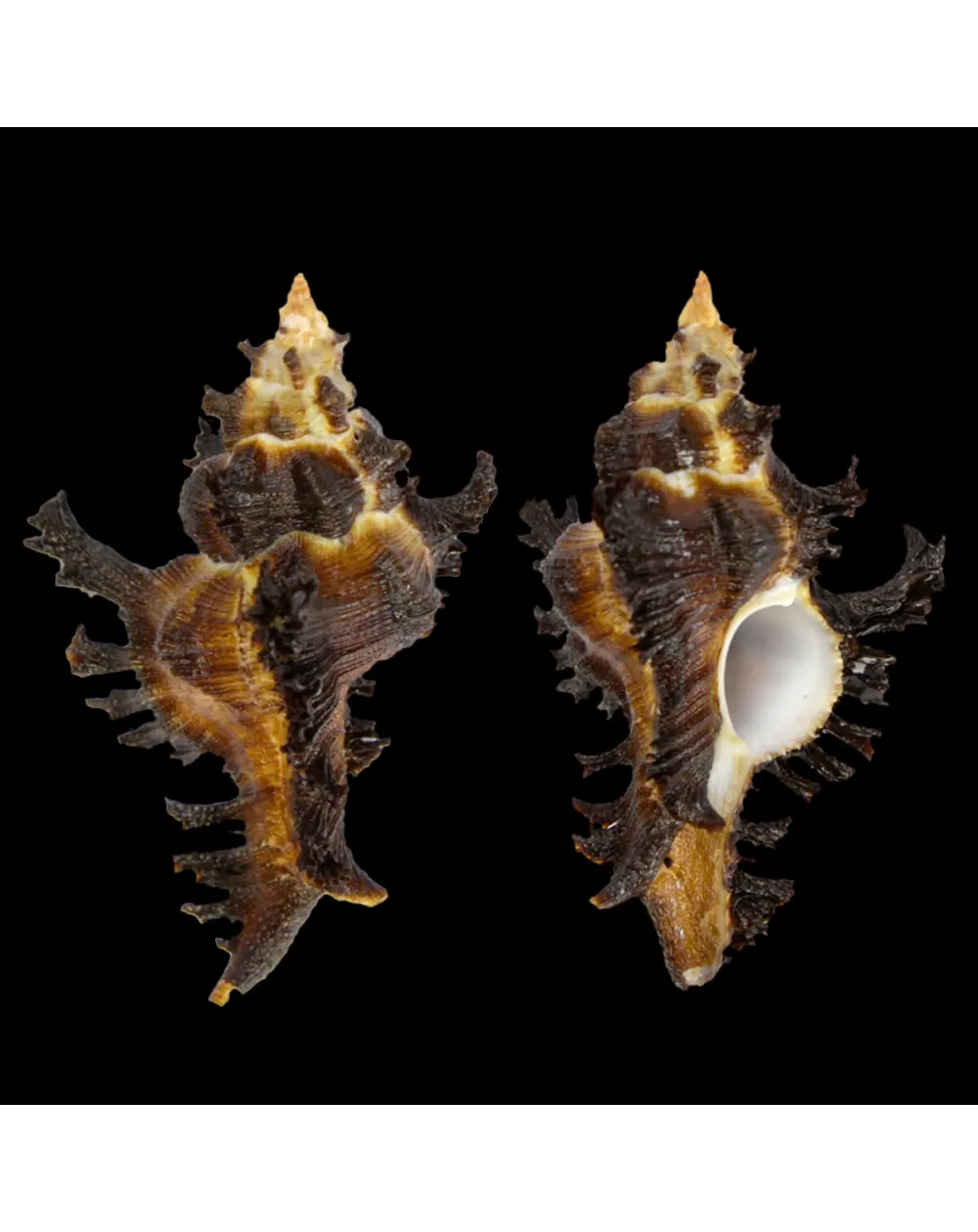 Chicoreus Banksii