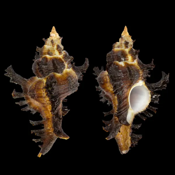 Chicoreus Banksii