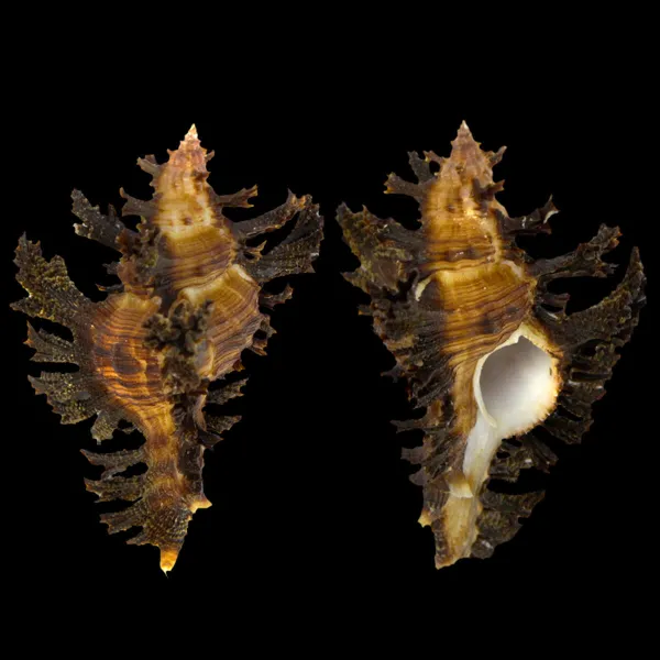 Chicoreus Banksii
