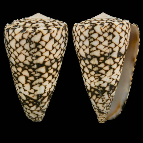 Conus Bandanus