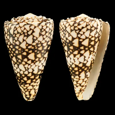 Conus Bandanus