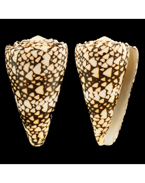 Conus Bandanus
