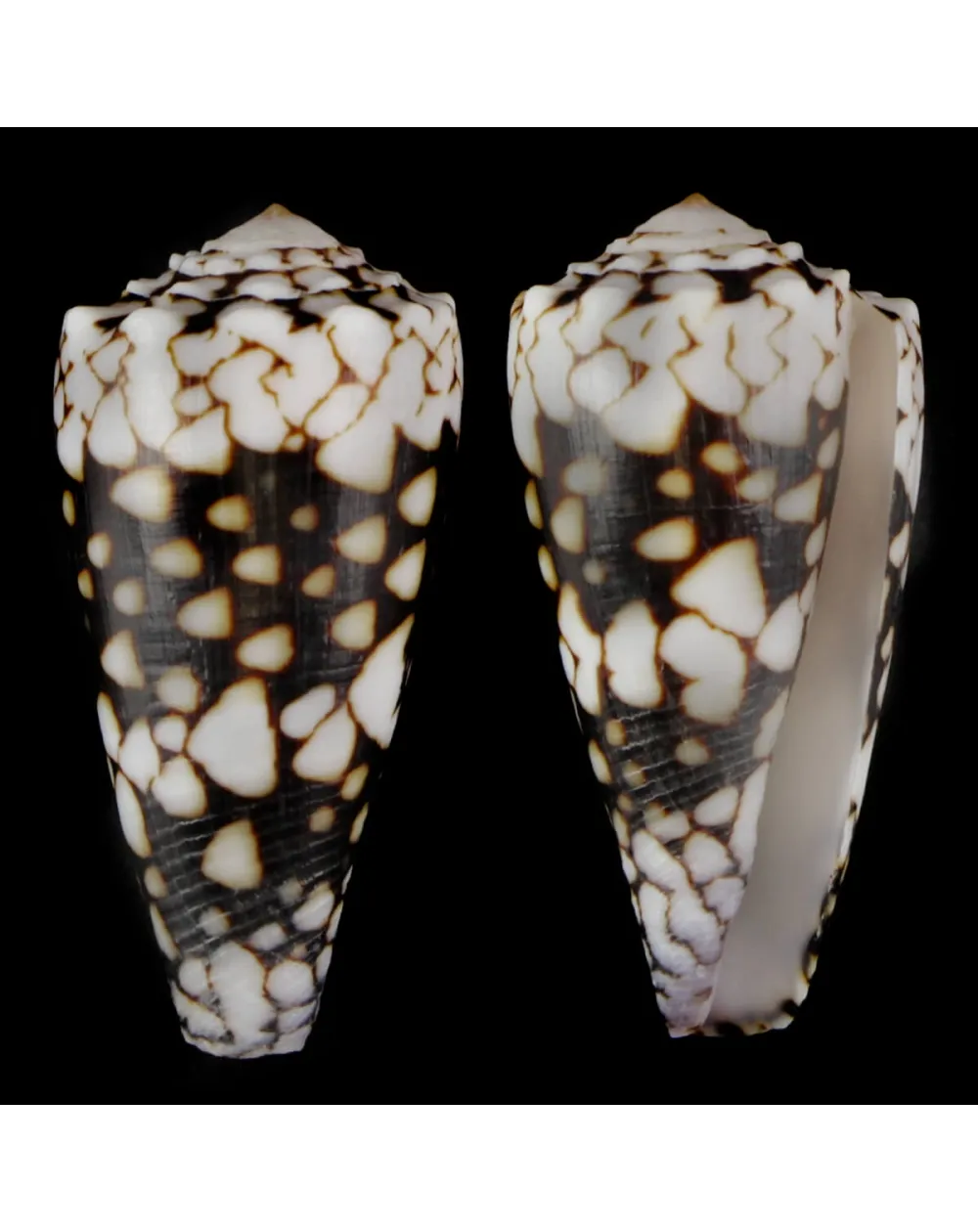 Conus Bandanus