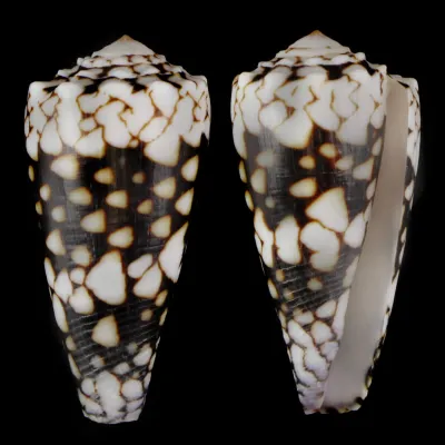 Conus Bandanus