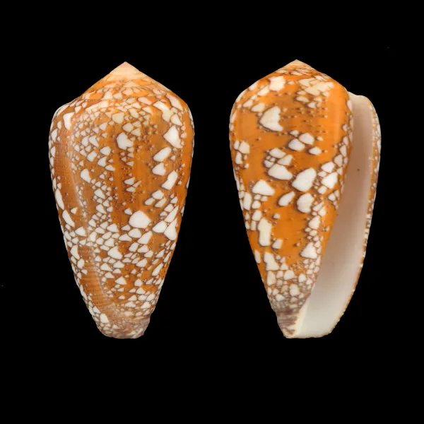 Conus Behelokensis