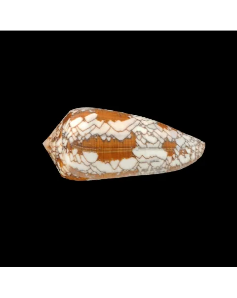Conus Behelokensis
