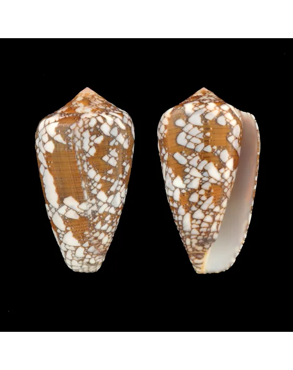 Conus Behelokensis