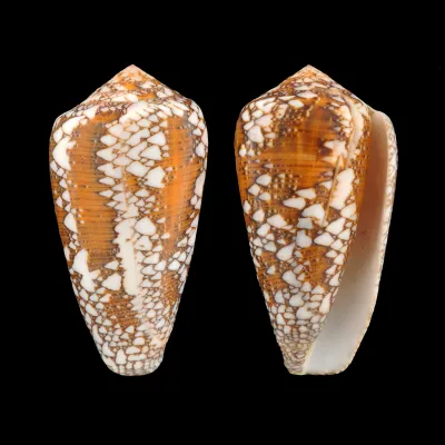 Conus Behelokensis XXL