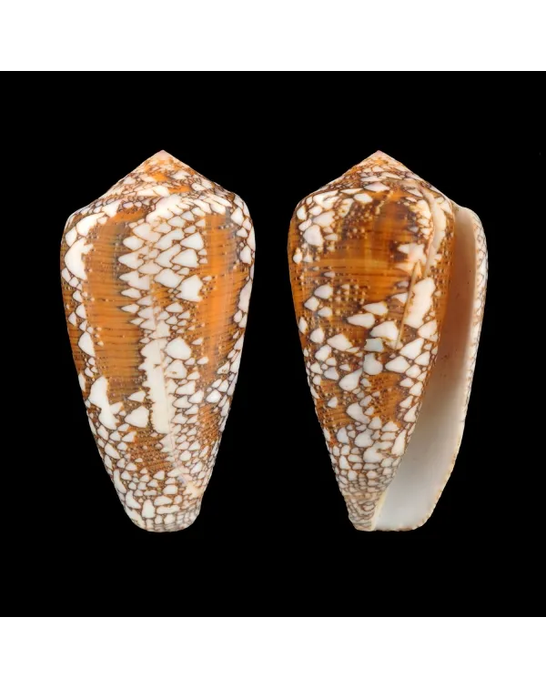 Conus Behelokensis XXL