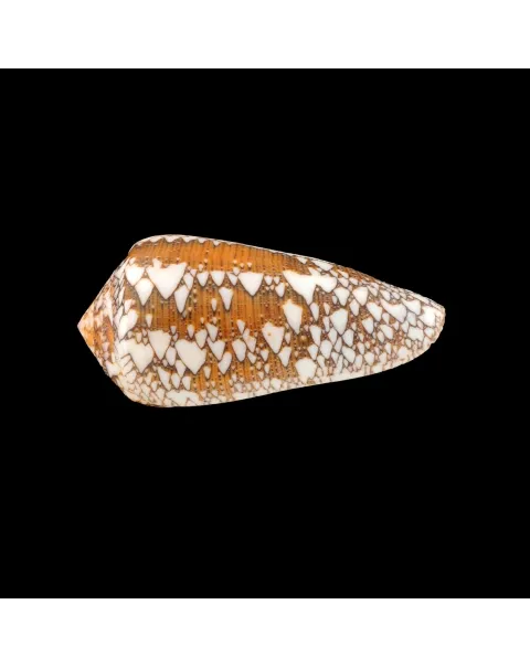 Conus Behelokensis XXL