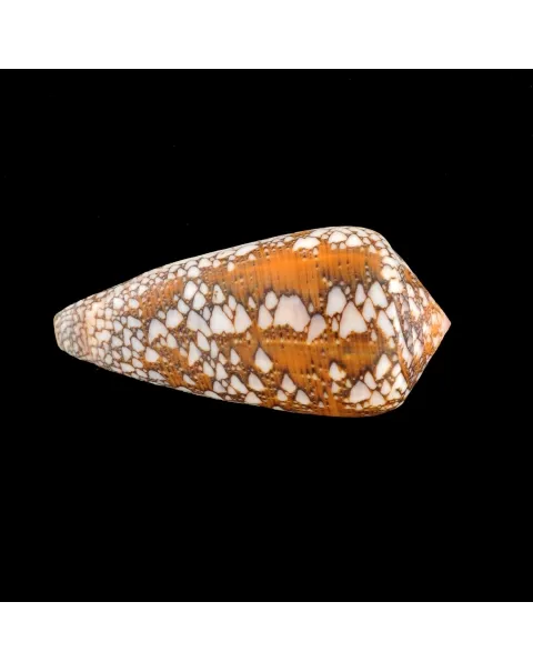 Conus Behelokensis XXL