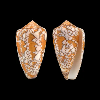 Conus Behelokensis XXL