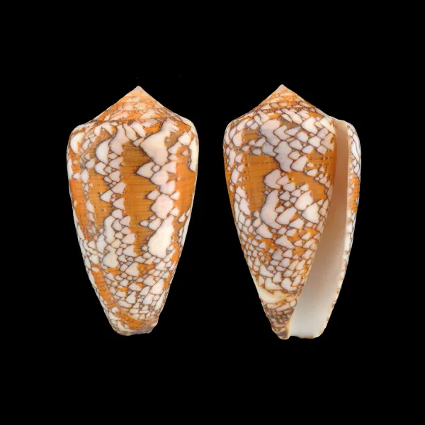 Conus Behelokensis XXL