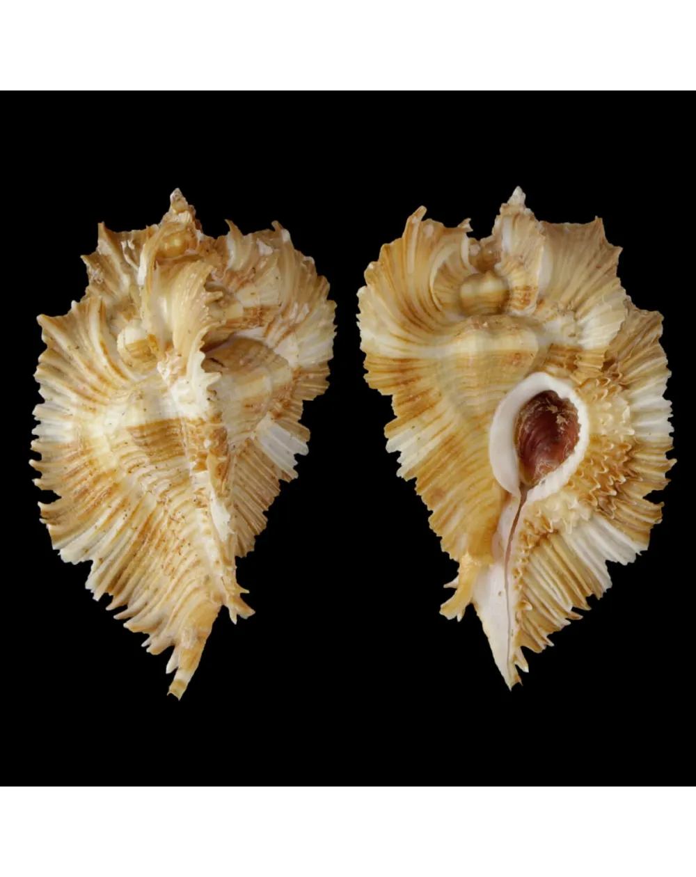 Chicoreus Miyokoae