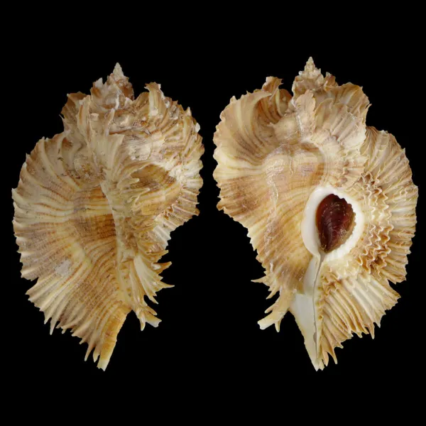 Chicoreus Miyokoae