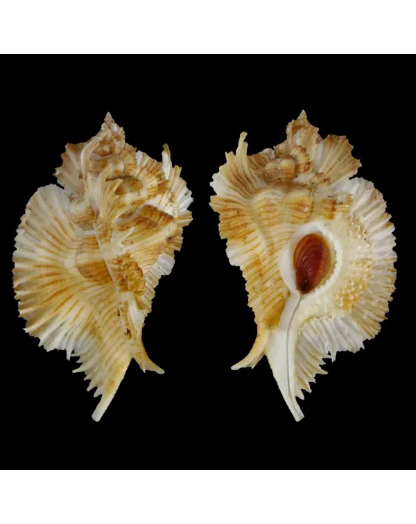 Chicoreus Miyokoae