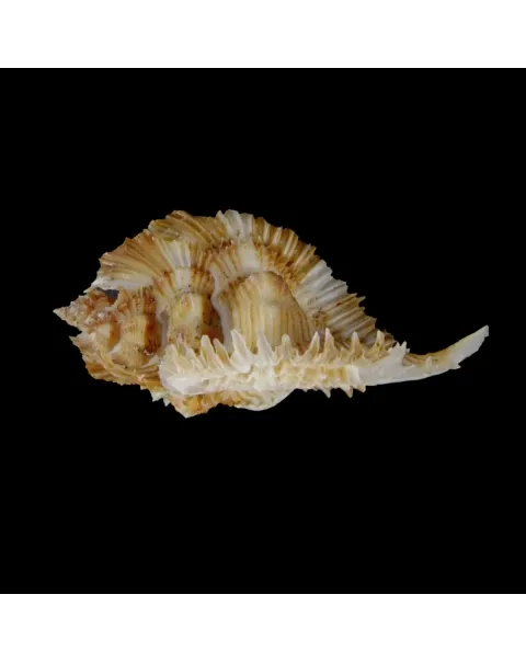 Chicoreus Miyokoae