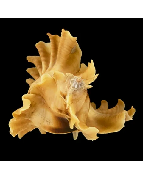 Ceratostoma Burnetti