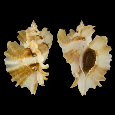 Ceratostoma Burnetti