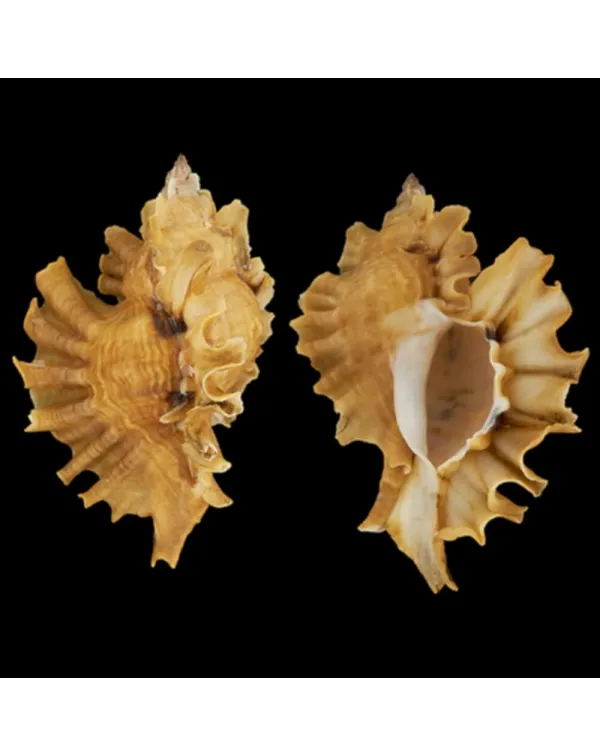 Ceratostoma Burnetti
